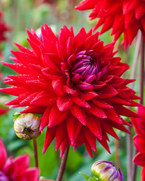 Dahlia Wittemans best.jpg